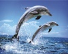 dolphine fountain 2