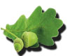 oak Leaf
