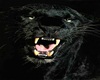 stiker black panther