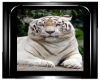 White Tiger