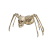 Skeleton Spider