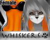Whiskers :Tango Fur F
