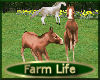 [my]Farm Baby Horses