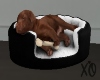 Sleeping Pupper