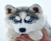 dés husky