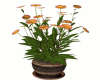 Wild Flowers Pot