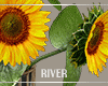 R" Sunflower Vase2