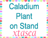 Caladium Plant on Stand