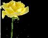 Yellow Rose 10