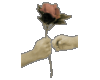 I_give_you_this_rose