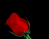 Single rose animated