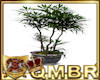 QMBR Bonsai Plant 1