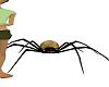 Animated  Forn. Spider