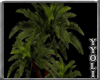 [Y] Plant Palm