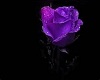 purple rose pof!