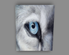 Country Wolf Eye Art