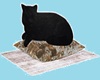 CAT RADIO