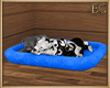 EC| Summer Cottage Dogs