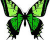 Green Butterflys 3