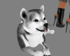sw Black-White Dog Pet
