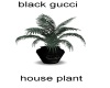 Black  House Plant