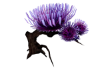 Matth SeaAnemone