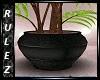 Black Vase Willow