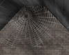 Forgotten Spiderweb