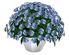 Blue Flower plants