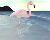 D* TT Flamingo v2