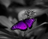 purple butterfly m fit