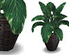 !Cafe philodendron 2