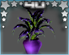 Purple Club Plant