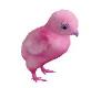 Rainbow Pink Vulo Chick