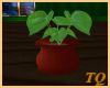 ~TQ~potted plant