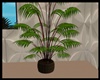 cSc Room Plant