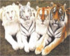 ~Tiger Print~