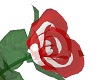 red and white glass rose