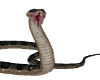 Snake Anaconda