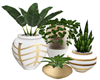 Kass potted plants