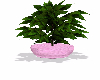 pink poted plant