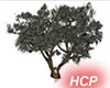 hcp olive tree anim.