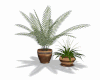 Beautiful Duo Plants