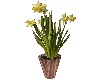 ~Potted Daffodil~