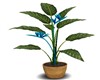 TROPICAL BLUE PLANT