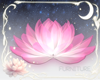 !A| Lotus Flower