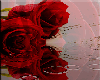 Red Rose and Rain
