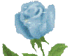 {*Blue Rose*}