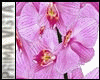 ♛MP_Vase_Orchid