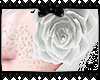 ✲ﾟ White Rose.-